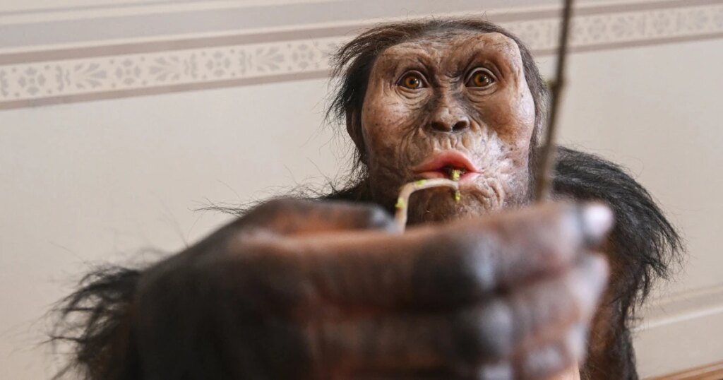 251127-australopithecus-1038-18d328.jpg